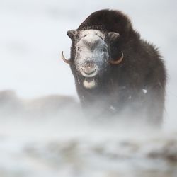 Portrait of animal in snow