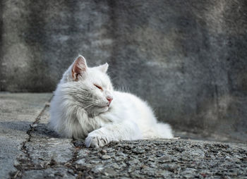 Big white cat lying on the sidewalk on a gray background and dozing in the sun