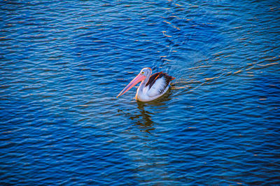 High angle view of bird swimming in lake