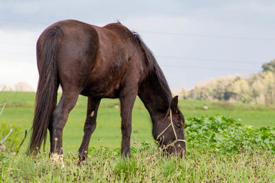 Italian horse or maremmano horse ,is a breed of horse originating in the maremma area of tuscany