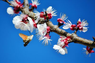 Low angle view of apricot blossom against sky