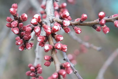 Close-up of cherry blossom growing on tree