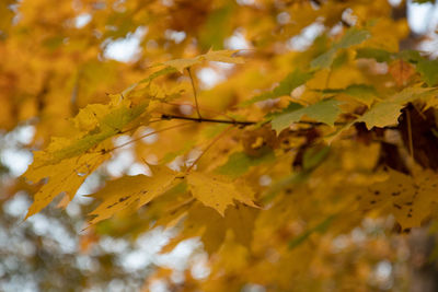 Close-up of yellow maple leaves