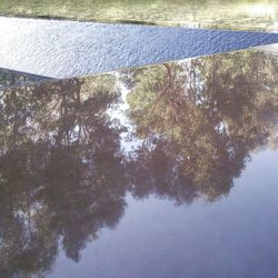 Reflection of trees in water