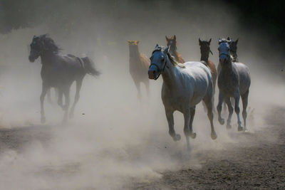 Horses on field