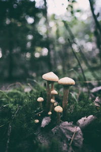 Close-up of mushrooms growing on land