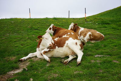 Cows on field