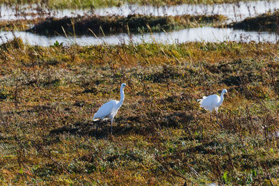 Seagull perching on a land