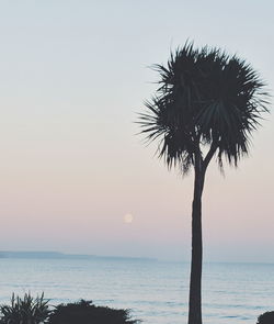 Palm tree by sea against sky during sunset