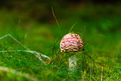 Single fly agaric