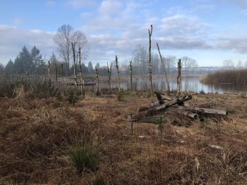 Bare trees on field against sky