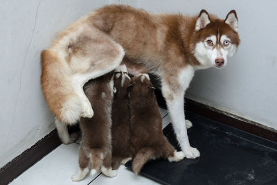 Portrait of siberian husky feeding puppies in corner at home