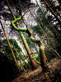 Low angle view of trees