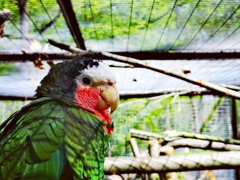 Close-up of parrot perching in cage