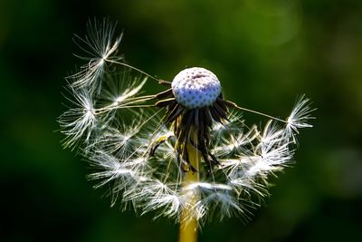 Close-up of dandelion on plant