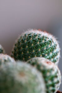 Close-up of cactus