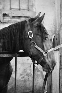 Young horse in a stable in black and white 