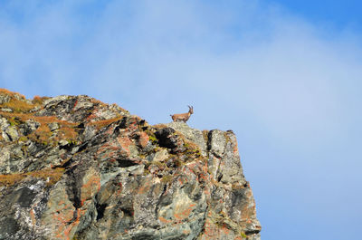 Low angle view of bird on rock against sky