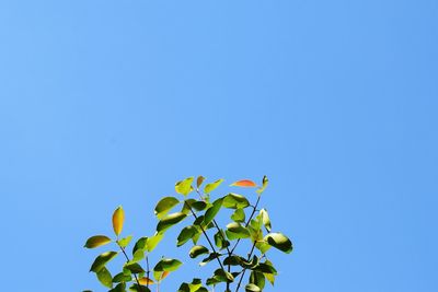 Low angle view of flowering plant against clear blue sky