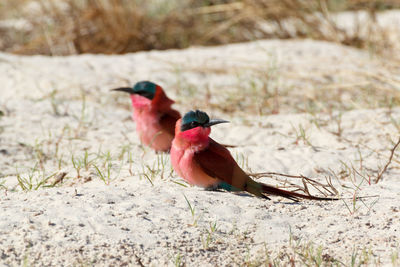 View of bird perching on land