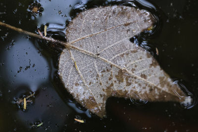 High angle view of wet leaves floating on lake