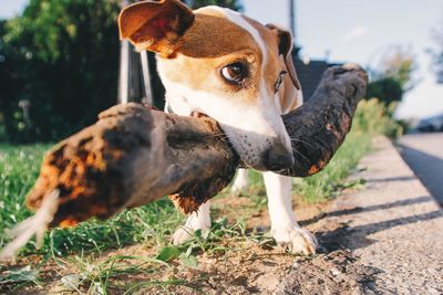 Close-up of dog carrying stick in mouth