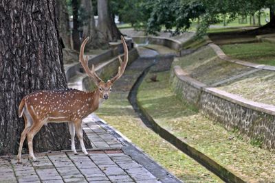 Fallow deer standing by tree in park