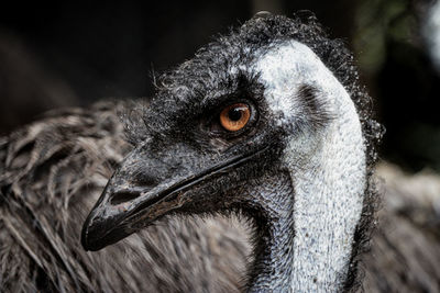 Close-up portrait of a bird