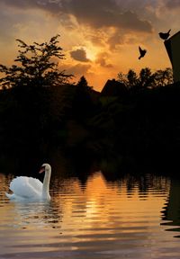 Swan in lake against sky during sunset