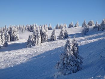 Panoramic view of pine trees on snowcapped mountain against sky