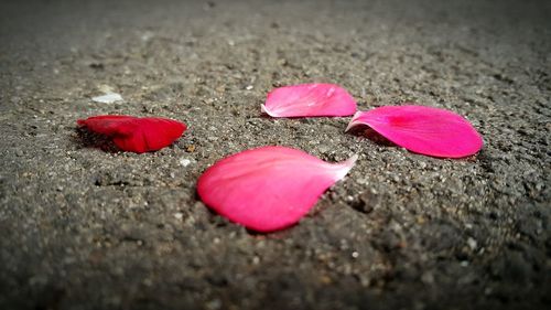 Close-up of pink flowers