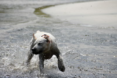 View of dog on beach