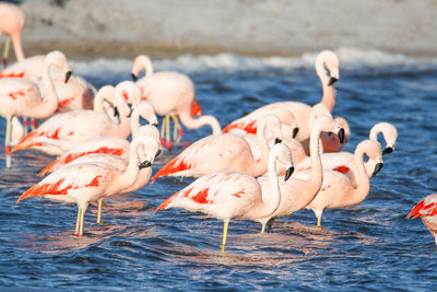 Flock of birds on beach