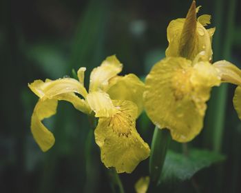 Close-up of raindrops on yellow flowering plant
