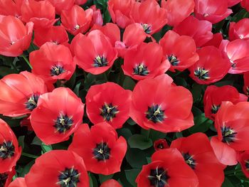 Full frame shot of red flowers