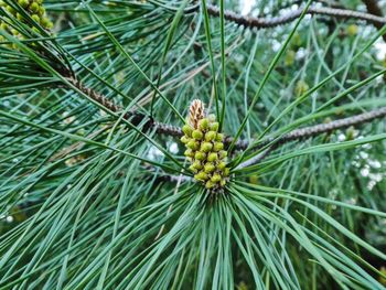 Close-up of pine cones on tree