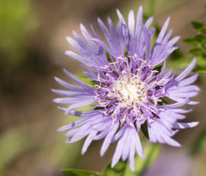 Close-up of purple flowering plant