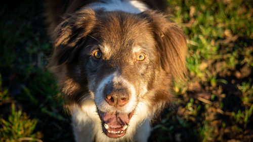 Close-up portrait of dog