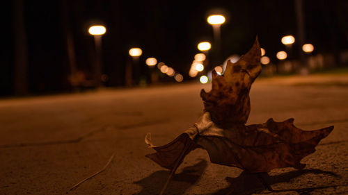 Close-up of dry maple leaves on street at night