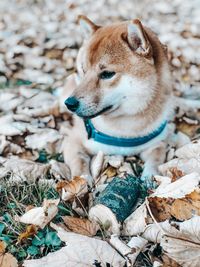 Close-up of dog looking away