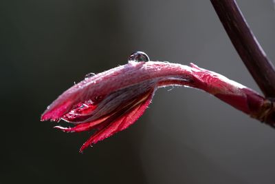 Close-up of water drops on pink flower