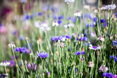 Close-up of purple flowering plants on field