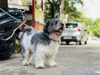 Portrait of dog on street