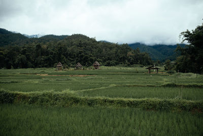 Scenic view of agricultural field against sky