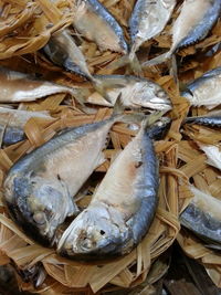 High angle view of fish for sale