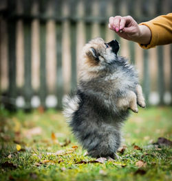 Person hand holding grass