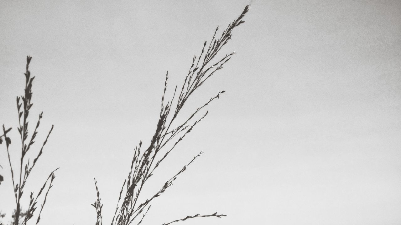 LOW ANGLE VIEW OF STALKS AGAINST THE SKY