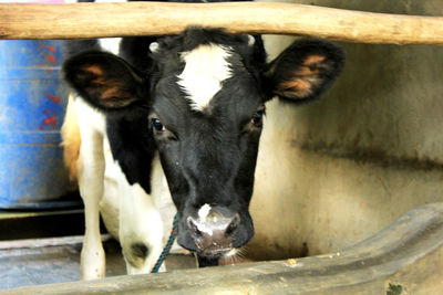 Close-up of cow