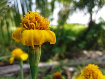 Close-up of yellow flower blooming outdoors