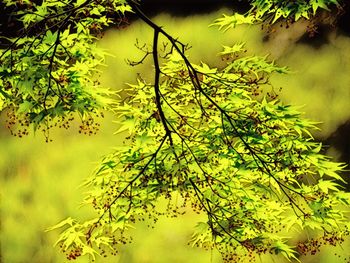 Low angle view of flowering plant